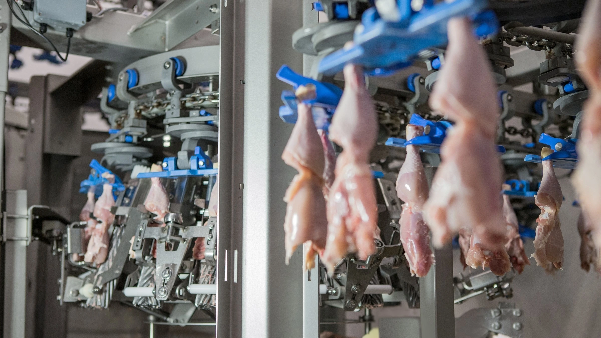 Chicken being processed. 