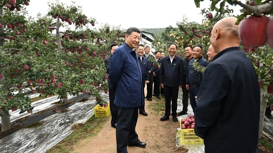 Chinese President Xi Jinping, also general secretary of the Communist Party of China Central Committee and chairman of the Central Military Commission, visits a local apple production base to learn about the development of the modern specialty fruit