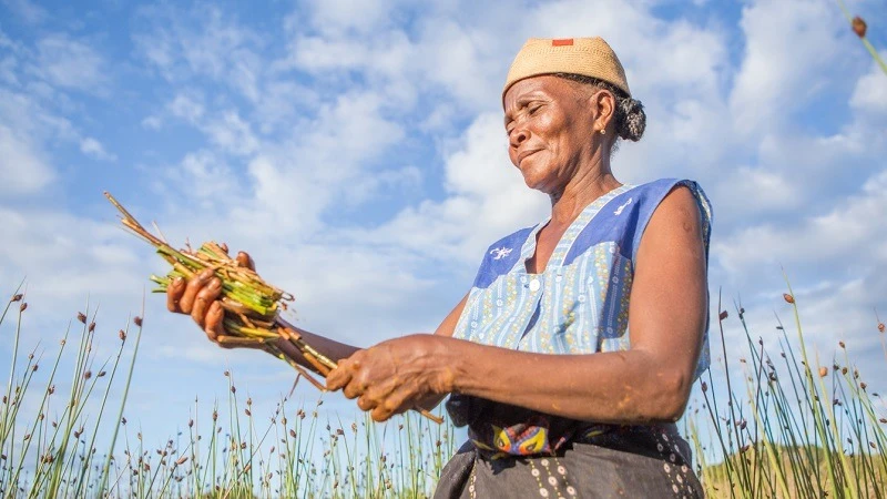 Vivienne Rakotoarisoa harvests a reed known locally as Rambo (scientific name: Lepironia articulate) on her small plot of land in Mangatsiotra village in Madagascar’s coastal Vatovavy Fitovinany region, which she will later craft into baskets and mats 