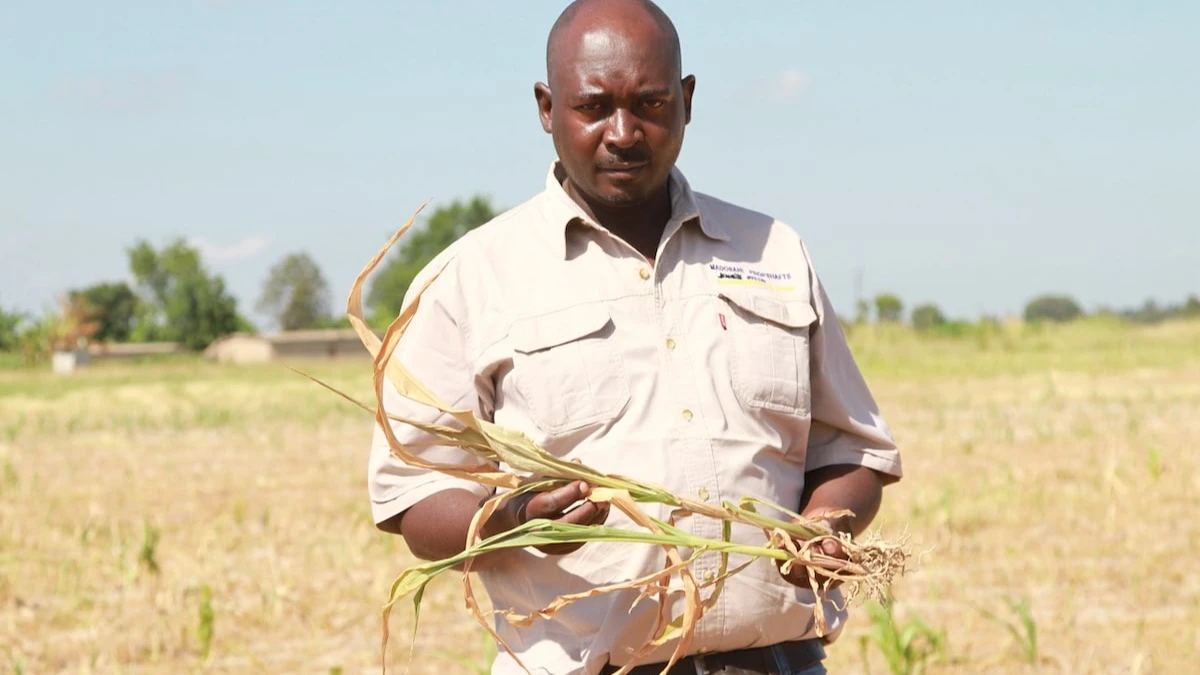 A farmer in Zambia holds a maize plant that shows how the crop has been destroyed by severe drought in many parts of the country