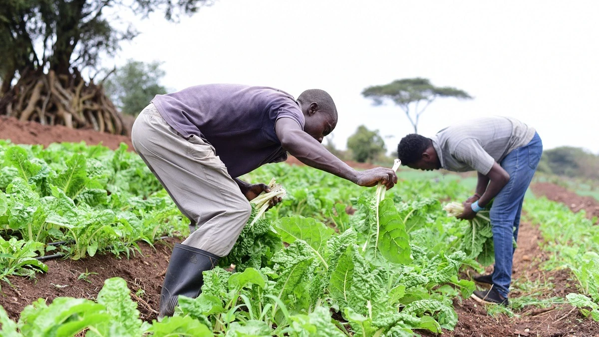 Farmers