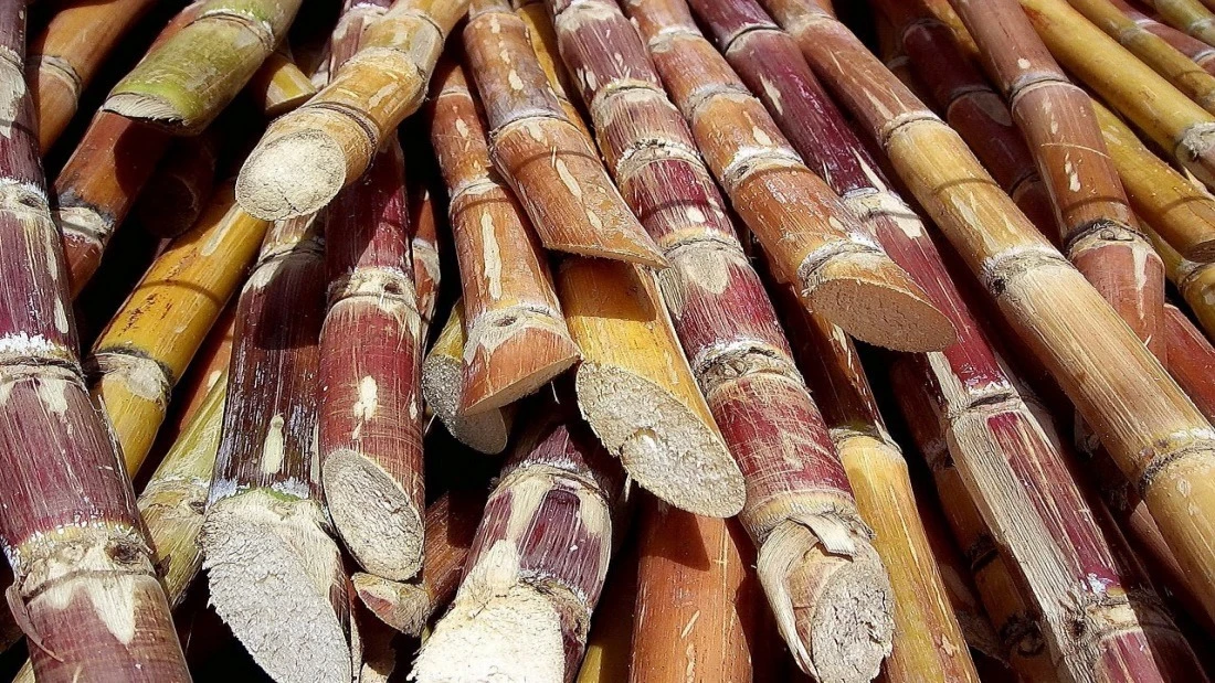 Sugarcane