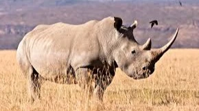 Botswana comes fifth in Africa with the highest number of Rhinos at 265, among them 242 whites and 23 blacks. A total of 138 such rare mammals were however poached in the country between 2018 and 2022.