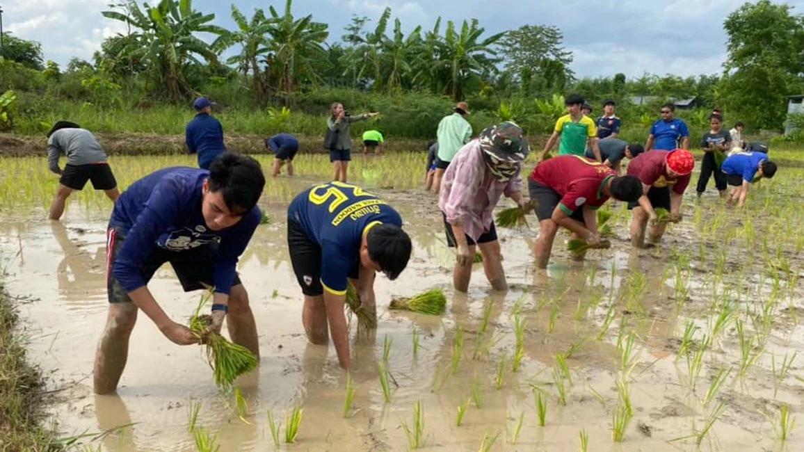 Rice planting 