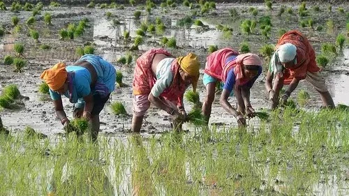 Rice Farmers