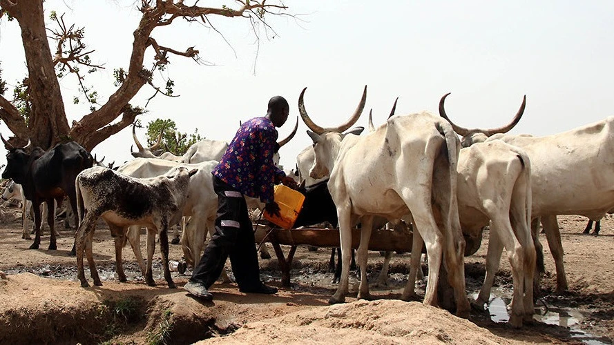 Livestock keeping illustration