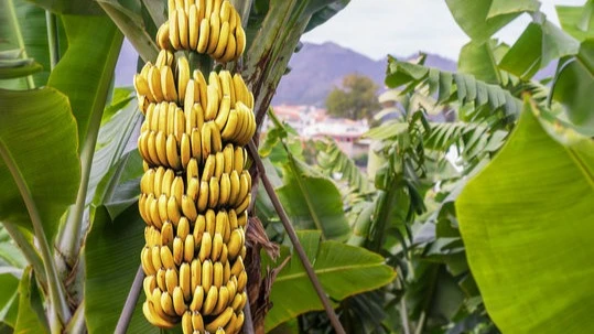 Banana Plantation Image