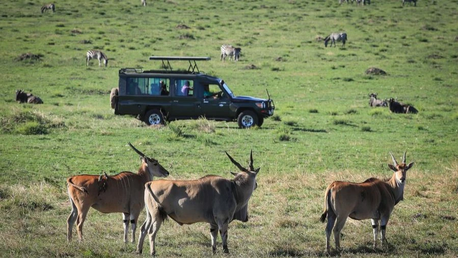 A  tourist vehicle drives in the Masai Mara National Reserve in Kenya, on Oct. 12, 2024. 