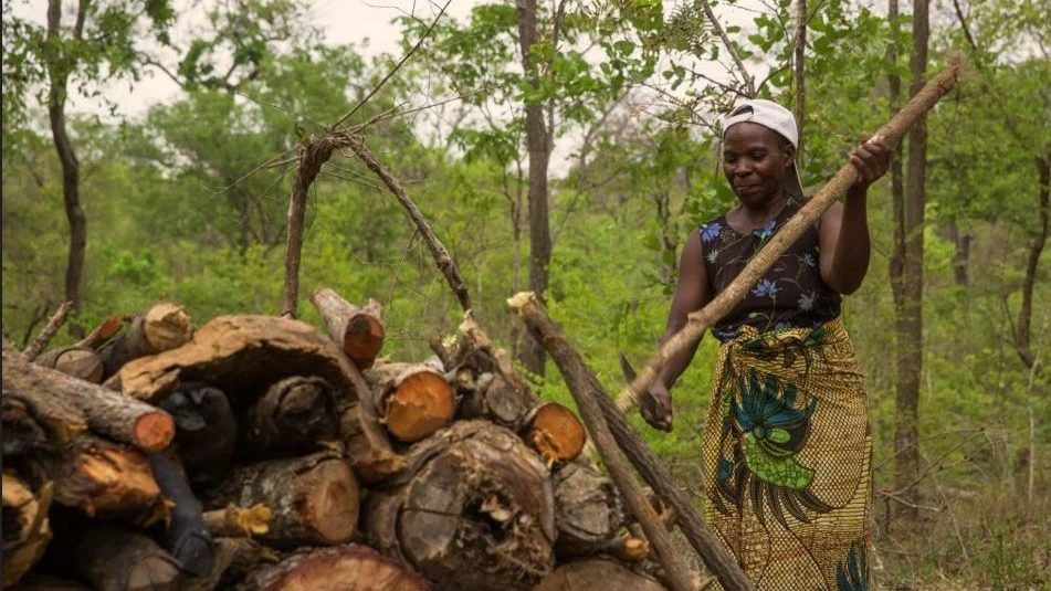 The community received training on sustainable charcoal production, identifying suitable trees, and using GPS technology. 