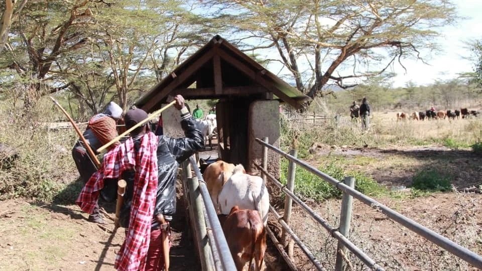 Serikali yachukua hatua  kukabiliana na magonjwa  ya mifugo Ngorongoro