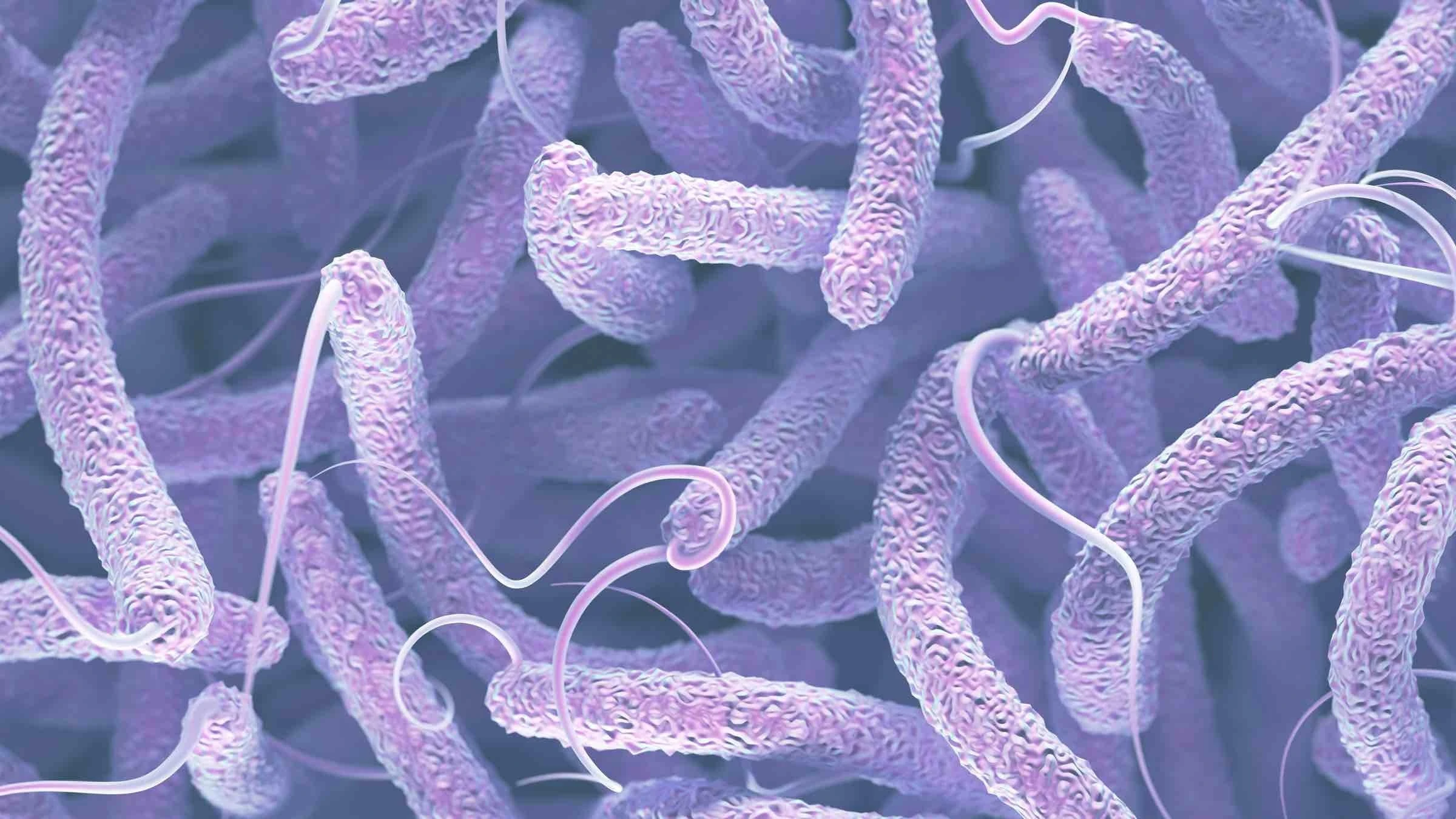 Cholera bacteria