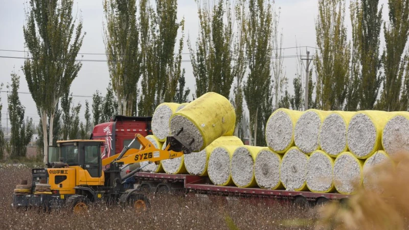 A loader lifts a bundle of newly harvested cotton in a field in Awat county of Aksu, Northwest China's Xinjiang Uygur autonomous region, Oct 24, 2024.