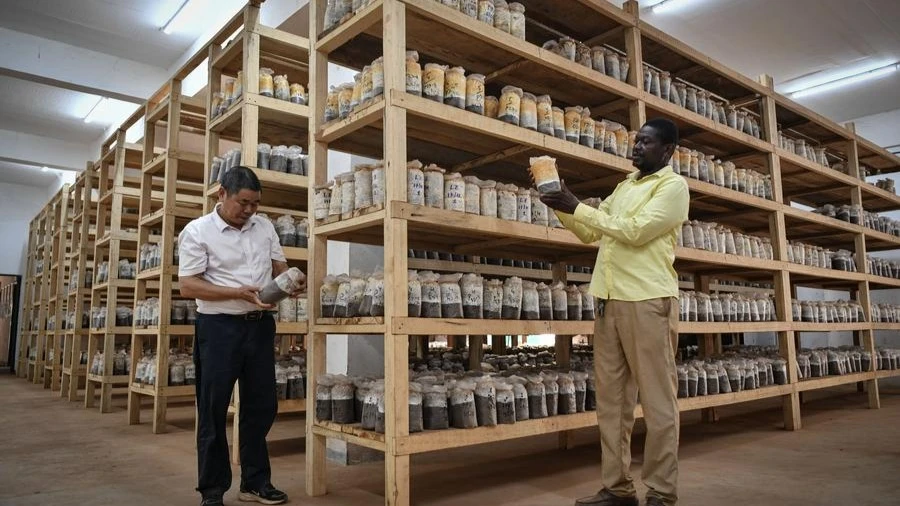 Juncao expert Chen Kehua (L) and a local technician check bags of mycelium at Central African Institute of Agronomic Research in Bangui, the Central African Republic, Feb. 6, 2024.