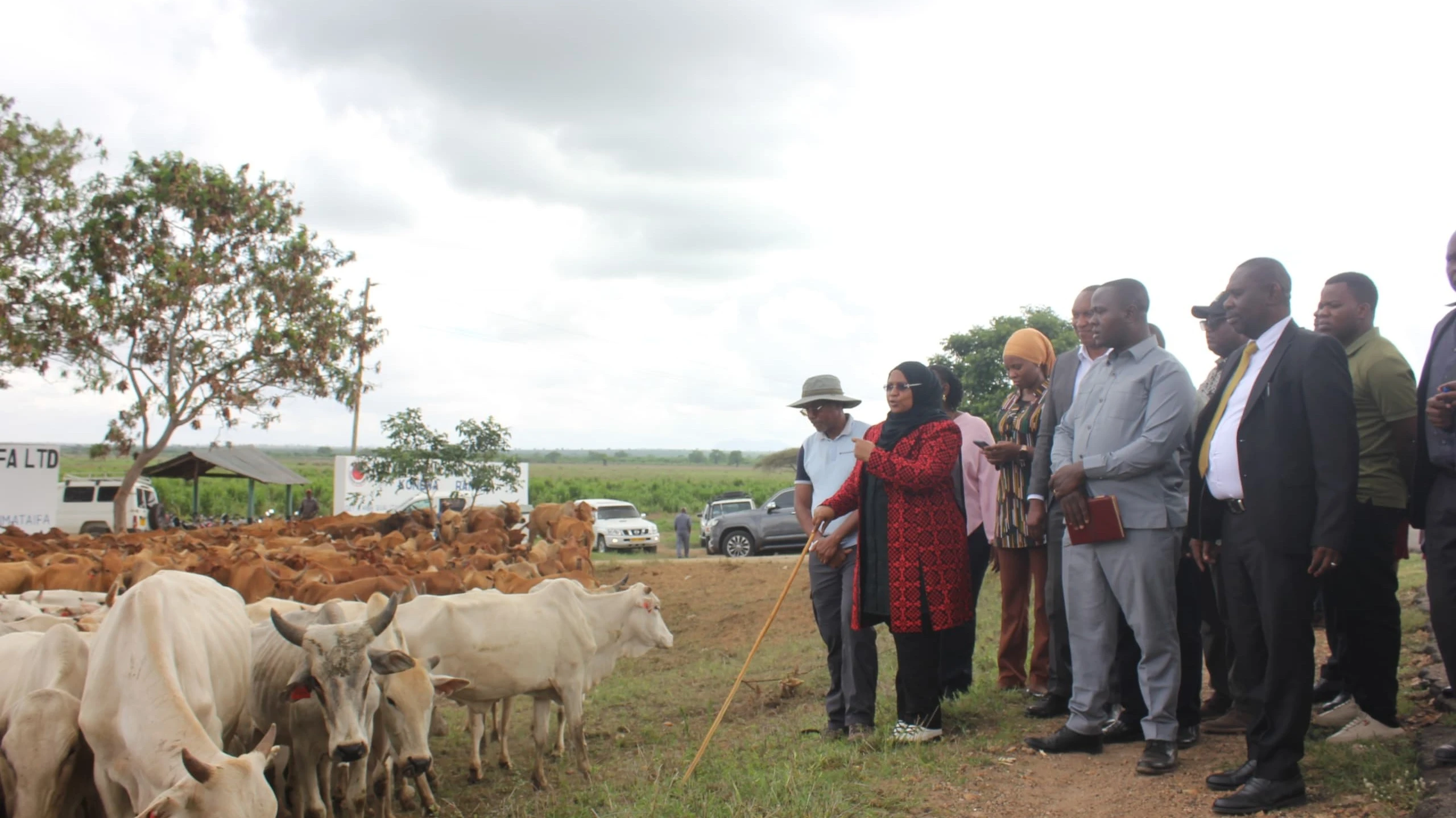 Livestock and Fisheries minister Dr Ashatu Kijaji (holding stick) has a first-hand account of high-grade head of cattle at the state-run ranch at Kongwa in Dodoma Region on Tuesday. 