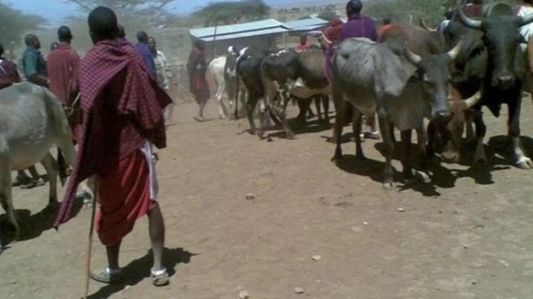 Wafugaji: Hatari kuendelea   kuishi Ngorongoro