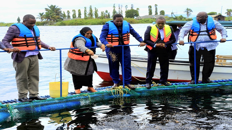 Livestock and Fisheries minister Dr Ashatu Kijaji (2nd-L) pictured yesterday feeding fish from one of several cages provided by the government in the Lake Victoria zone through a subsidised loan scheme at the Mara Region segment of the Lake Victoria zone.