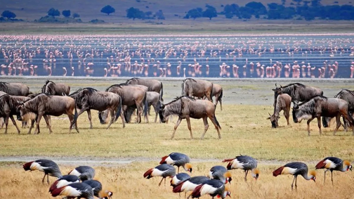  Ngorongoro Conservation Area