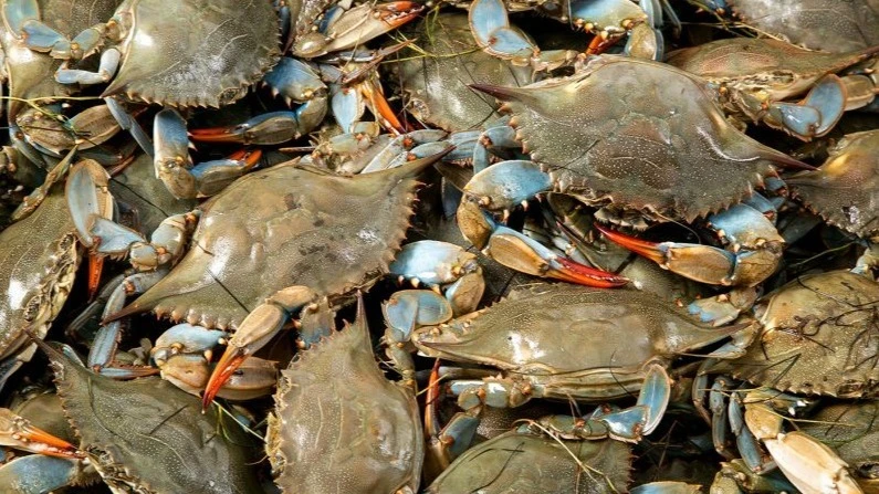 Crabs