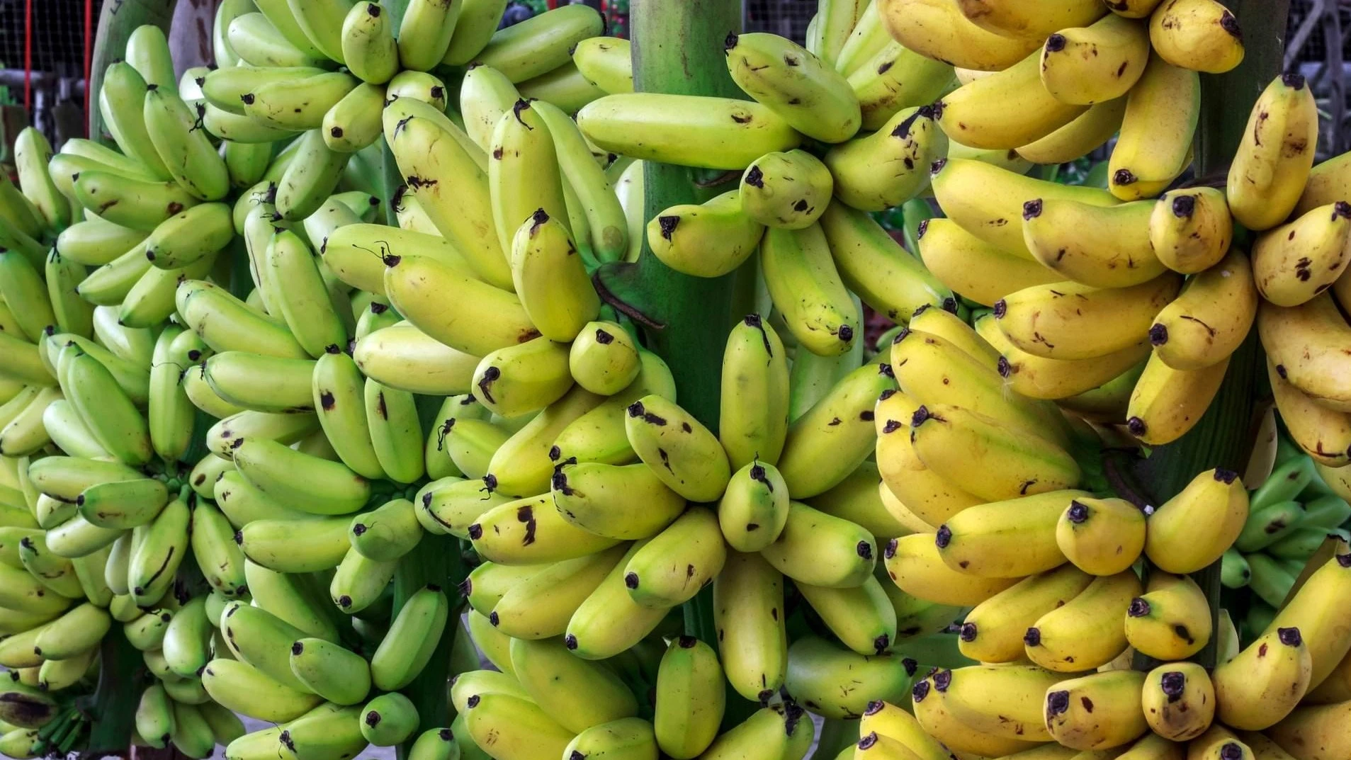 
Bananas
