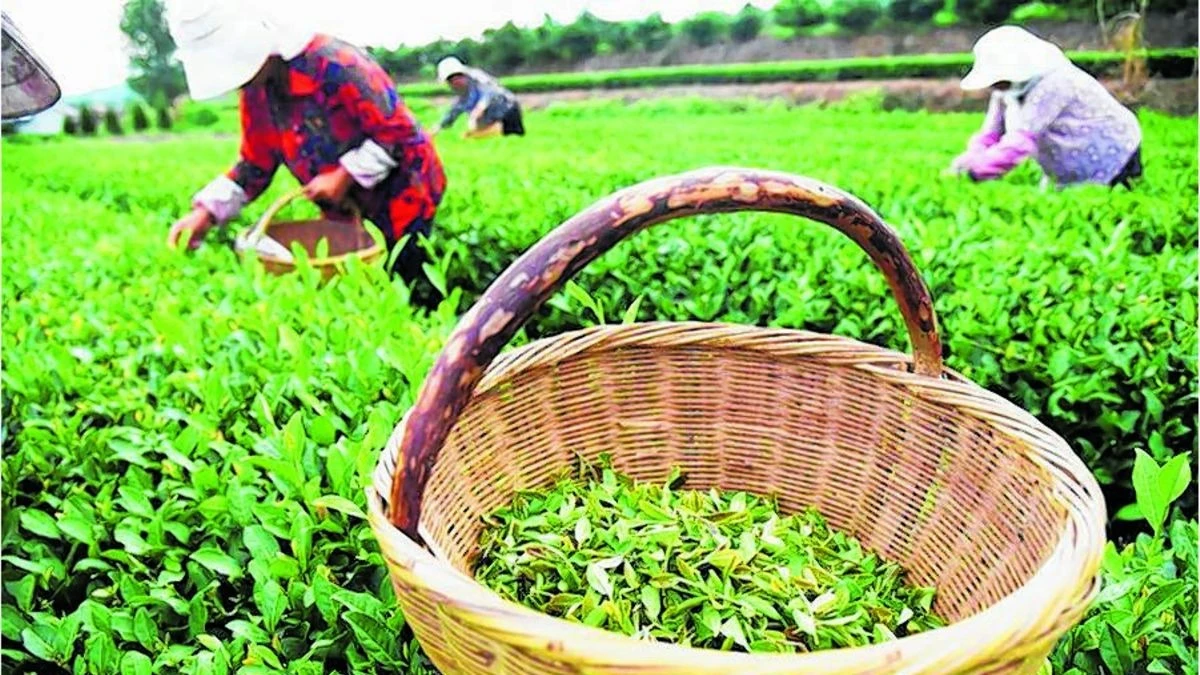 Tea farm