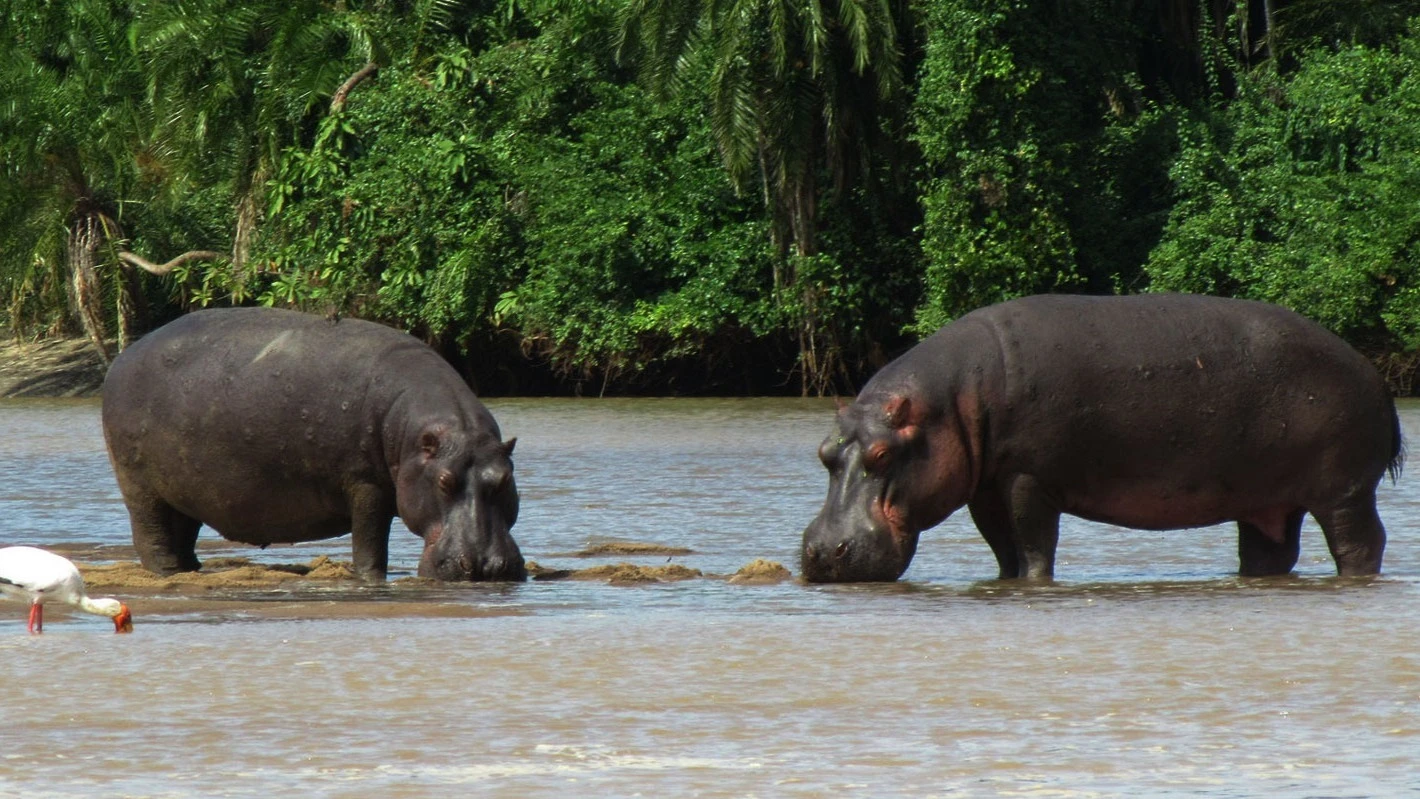 Designated a national park in 2005, Saadani offers a rare blend of wildlife and beach tourism, where visitors can spot wild animals along the shoreline.