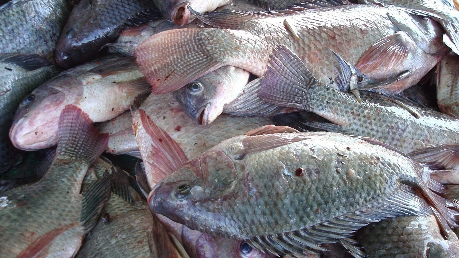 Exports of fish products have increased by over 14,000 tonnes