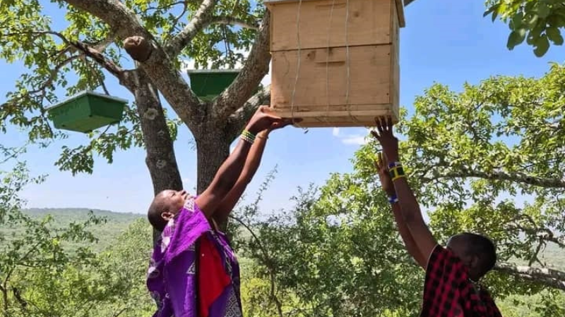 Wakazi wa kijiji cha Loiborsoit A, wilayani Simanjiro mkoani Manyara, wakipandisha mizinga kwenye miti kwa ajili ya ufugaji nyuki iliyotolewa kwa vikundi viwili vya wana-wake kwa ajili ya uzalishaji asali juzi. 