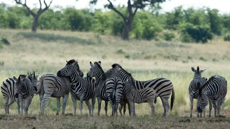 Tanzania yaadhimisha  Siku ya Wanyamapori  Duniani.