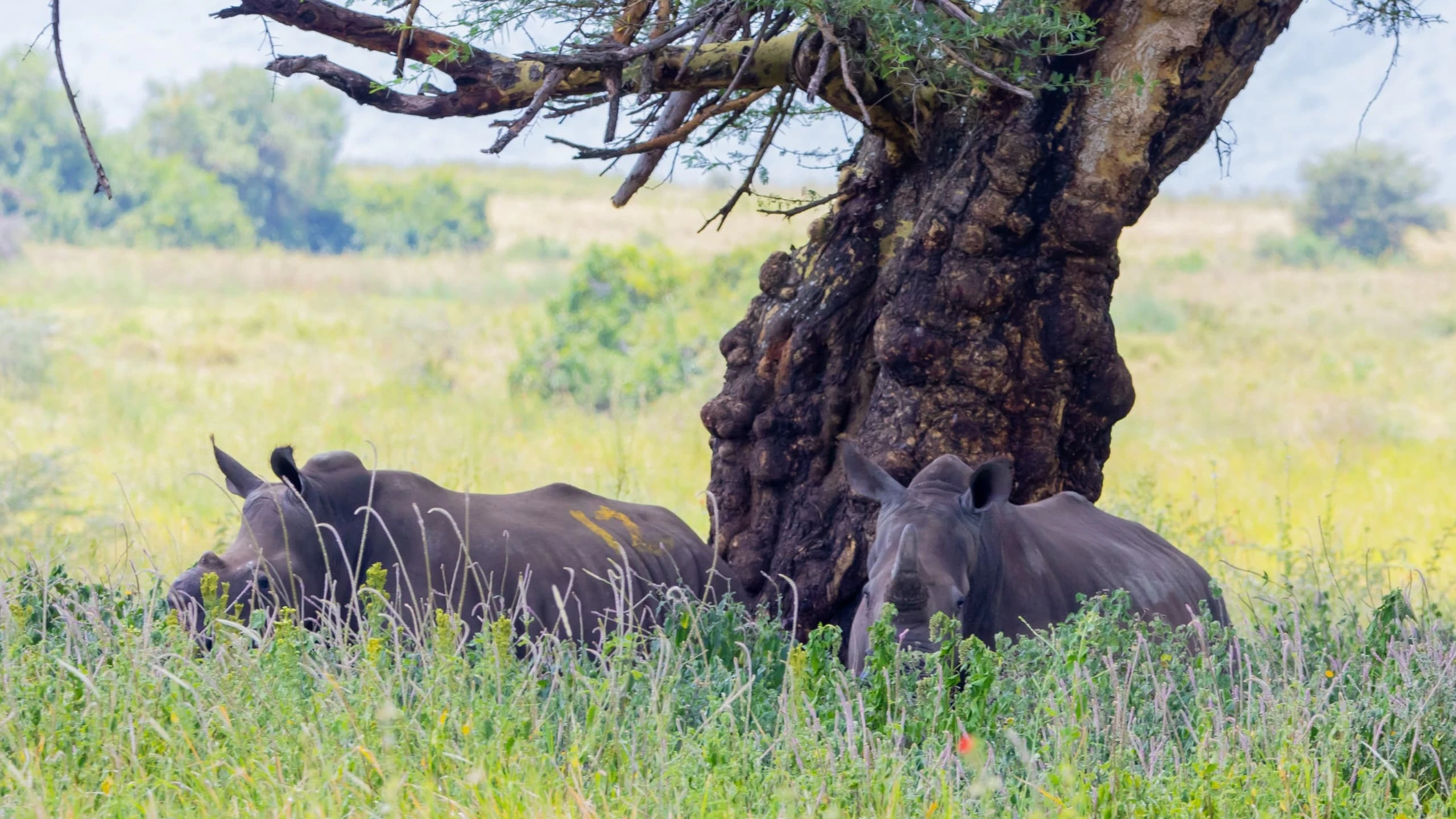 Faru Weupe wawili kati ya 18 kutoka Afrika Kusini wakiwa katika hifadhi ya Ngorongoro.