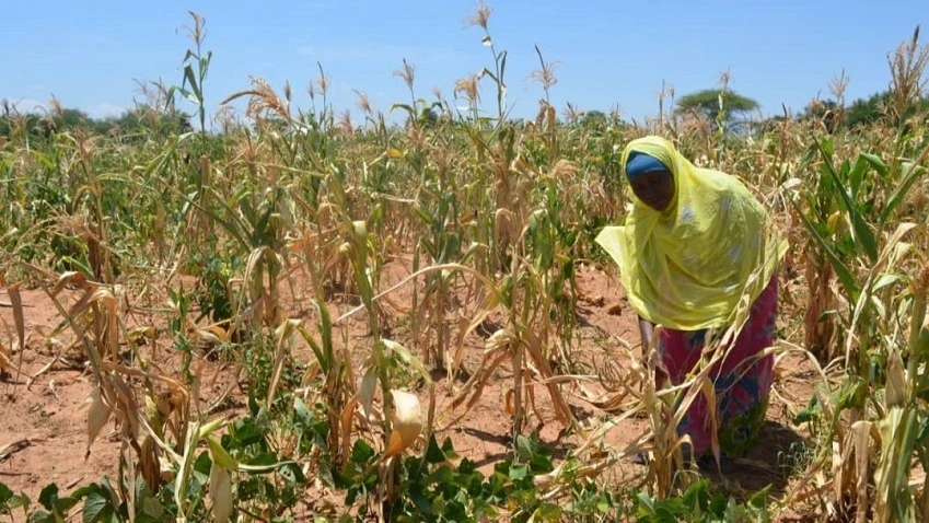 Leilah Mbilingi a resident of Salare village in Kondoa District, Dodoma Region, shows agriculture experts (not pictured) the extent of her dried maize field. 