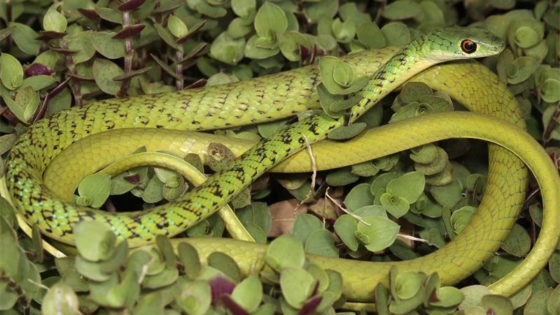 Chuo cha Usimamizi wa Wanyamapori Mweka, Bwana Tito Lanoy, akimdhibiti nyoka aina ya Koboko wa Kijani (Green Mamba) na kisha kumpeleka mbali na makazi ya watu ili asilete madhara 