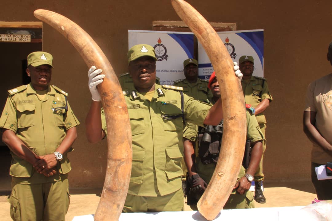 Mbeya Regional Police Commander Benjamin Kuzaga pictured in Mbeya city at the weekend showing journalists what he said were but some of the government trophies impounded during a recent crackdown in the region by police officers and Tanapa